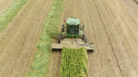 Wheat harvest on spring Stock Footage 129202294