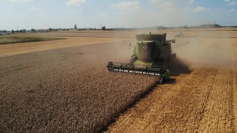 Wheat Harvest with stork on the field Stock Footage 93426799