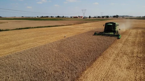 Wheat Harvest with stork on the field Stock Footage 93427273