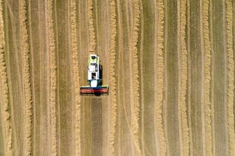 Wheat harvest theme Stock-Fotos