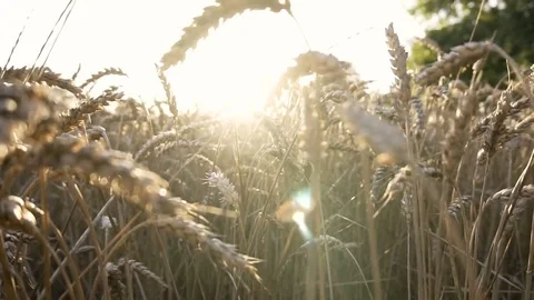 Wheat at Harvest Time 스톡 동영상 78133971