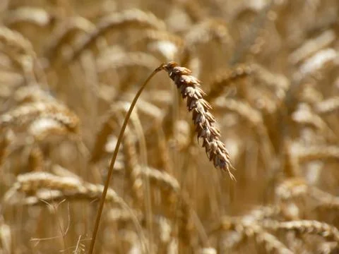 Wheat Harvest Time Stock Photos