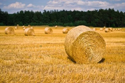 Wheat harvest time Stock Photos