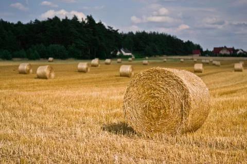 Wheat harvest time Stock Photos