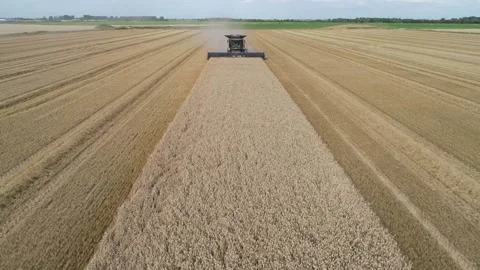 Wheat Harvest UK Stock Footage 139969435