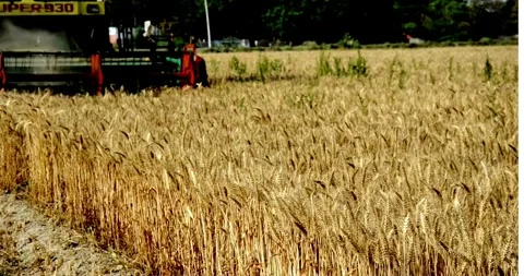 Wheat harvest using machine harvesting season farming fields Vídeos de archivo 334658025