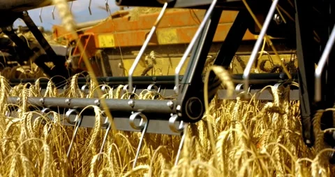 Wheat harvest using machine harvesting season farming fields Stock-Footage 334658191
