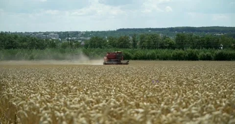 Wheat harvest using machine harvesting season farming fields Vídeos de archivo 334658459
