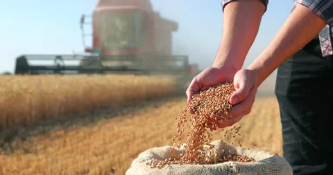 Wheat harvest - wheat grain in a hands of successful farmer, slow motion 스톡 동영상 331509741