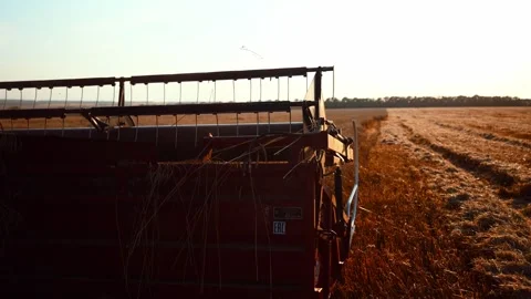 Wheat harvest. Wheat harvesting shears. Harvester machine harvesting golden ripe Stock Footage 253164586