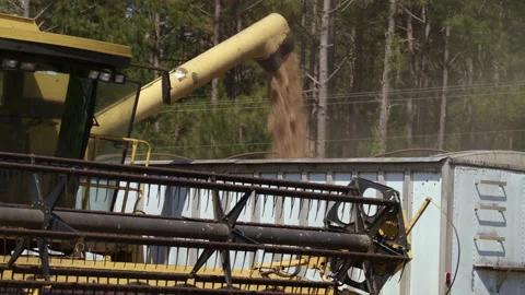 Wheat Harvester Loading Winter Wheat Into Tractor Trailer at Farm Stock Footage 196262994