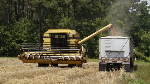 Wheat Harvester Loading Winter Wheat Into Tractor Trailer at Farm Stock Footage 197371273