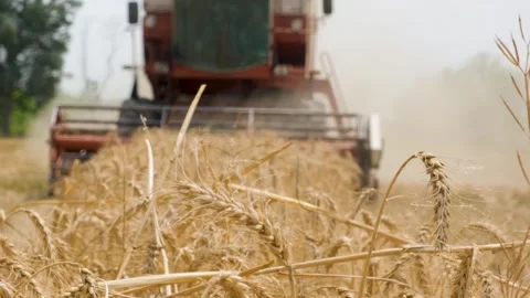 Wheat harvester, wheat crop being harvested, close up of wheat harvester Stock Footage 246477230