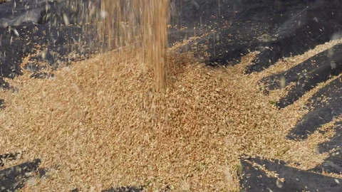 Wheat harvesting and processing Video stock 333987584