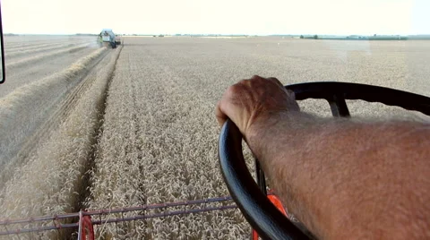 Wheat harvesting. Cabine view. Stock Footage 54596163