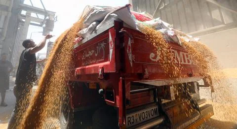 Wheat harvesting in Egypt, Banha - 25 May 2022 Stock Photos