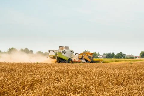 Wheat harvesting on field in summer season. Two modern combine harvesters with Stock Photos