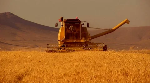 Wheat harvesting Video stock 7763417
