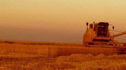 Wheat harvesting Stock Footage 7899923