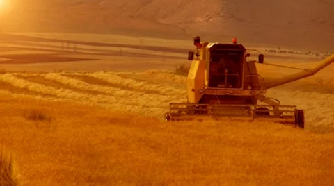 Wheat harvesting Video stock 7900112