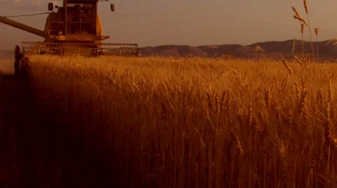 Wheat harvesting Stock Footage 7900232
