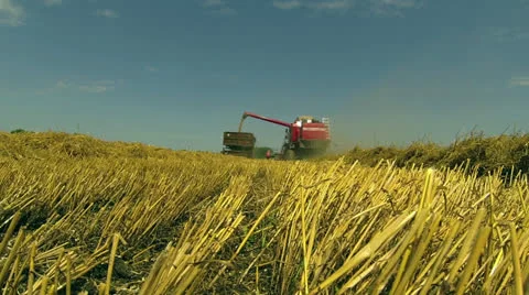 Wheat Harvesting Stock Footage 25702057