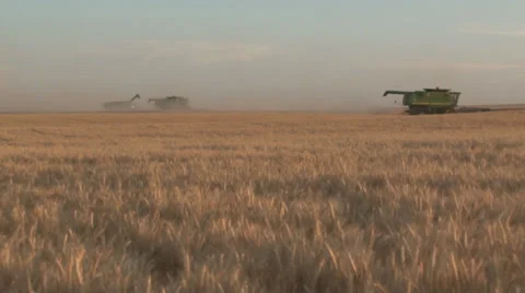 Wheat Harvesting Stock Footage 35580017