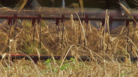Wheat harvesting Stock Footage 45590845