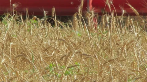 Wheat harvesting Video stock 45590853