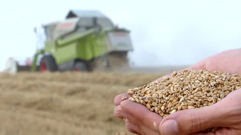 Wheat harvesting. Stock Footage 54590879