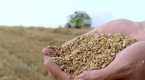 Wheat harvesting. Video stock 54591026