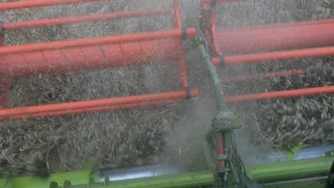 Wheat Harvesting Stock Footage 114843361