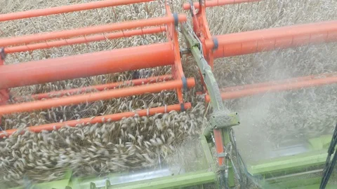 Wheat Harvesting Stock Footage 114846605