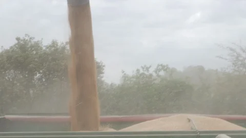 Wheat Harvesting Stock Footage 114885938