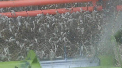 Wheat Harvesting Stock Footage 114886209