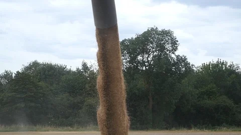 Wheat Harvesting Stock Footage 114886375