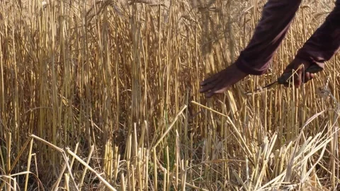 Wheat harvesting Stock Footage 333983273