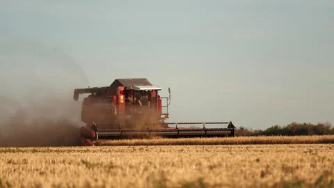 Wheat harvesting full swing, combine harvester works tirelessly field, essence Stock Footage 305745598