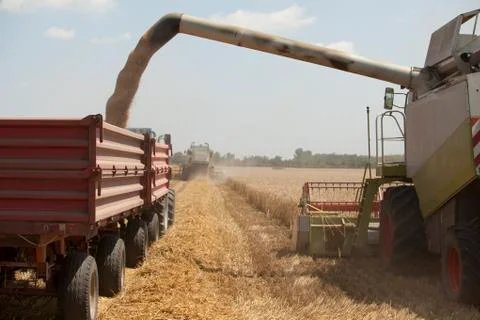 Wheat harvesting Stock Photos