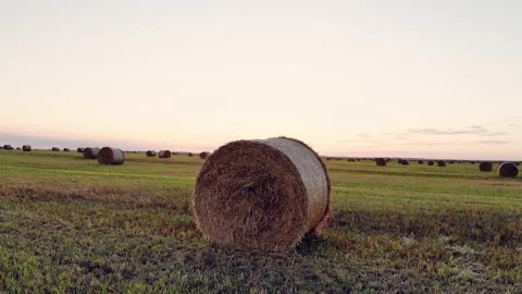 Wheat harvesting. Round bales of straw in the field. Stock Footage 145558053