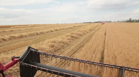 Wheat harvesting shearers Vídeo Stock 49387397