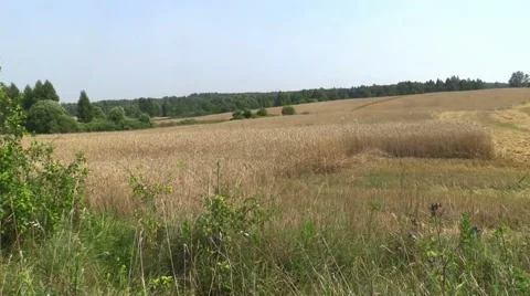 Wheat harvesting shearers Stock Footage 53378966