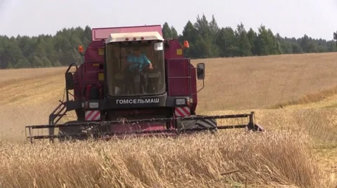 Wheat harvesting shearers Stock Footage 53379566