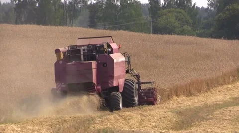Wheat harvesting shearers Stock Footage 53411506