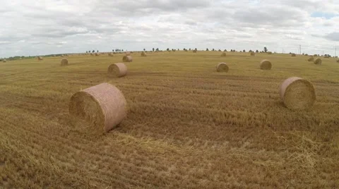 Wheat harvesting shearers Video stock 62787911