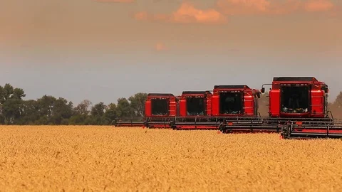 Wheat harvesting shearers Stock Footage 91936745
