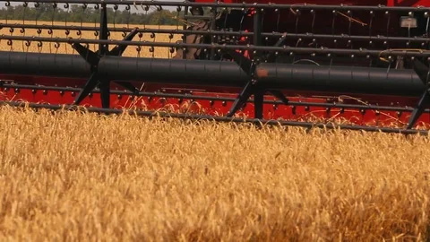 Wheat harvesting shearers Stock Footage 91936752