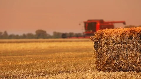 Wheat harvesting shearers Vídeo Stock 91936765