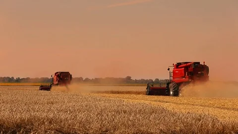 Wheat harvesting shearers Stock Footage 91936769
