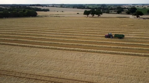 Wheat harvesting in Suffolk Stock Footage 202104500